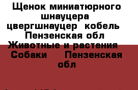 Щенок миниатюрного шнауцера (цвергшнауцер) кобель - Пензенская обл. Животные и растения » Собаки   . Пензенская обл.